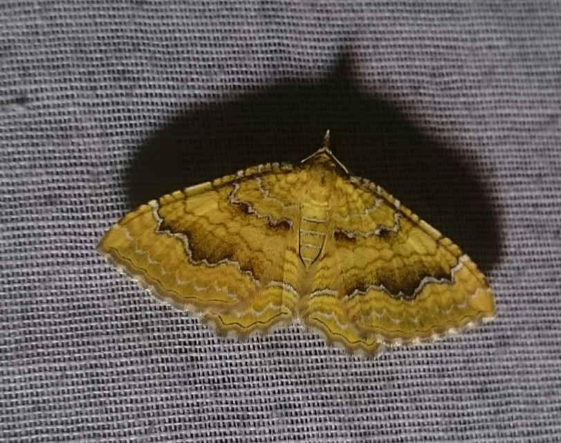 Camptogramma bilineata - kétvonalas sávosaraszoló