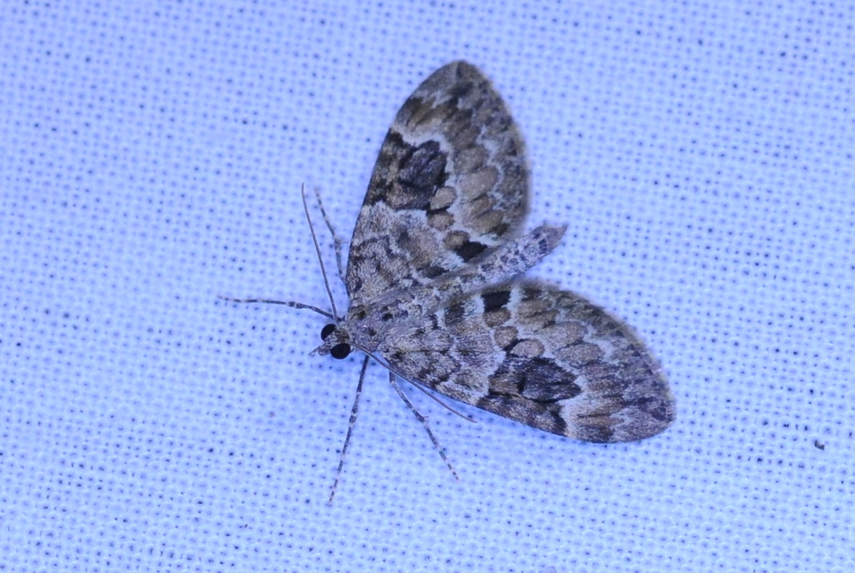 Thera variata/britannica