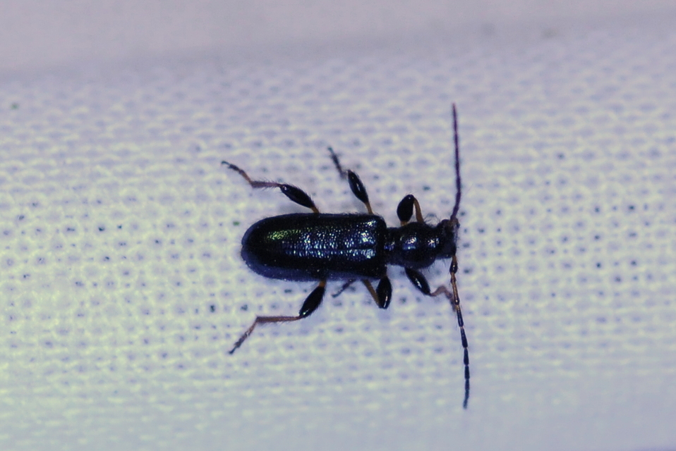 Phymatodes rufipes - kék háncscincér Phymatodes rufipes - kék háncscincér