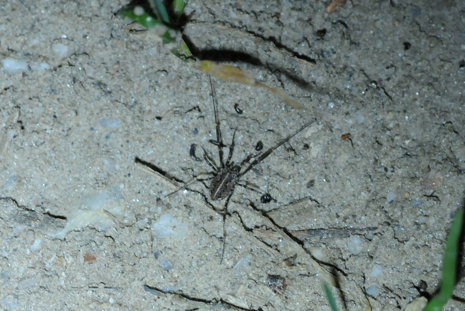 Opiliones - Kaszáspókok