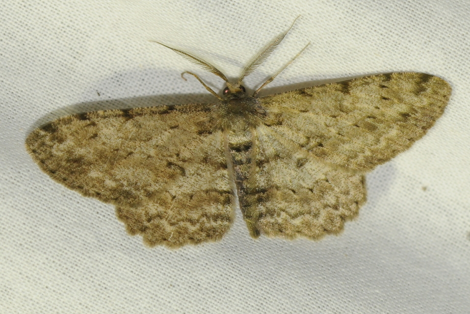 Hypomecis punctinalis - pettyes faaraszoló