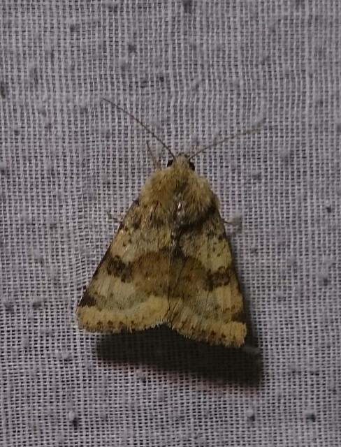Heliothis viriplaca - mácsonyabagoly
