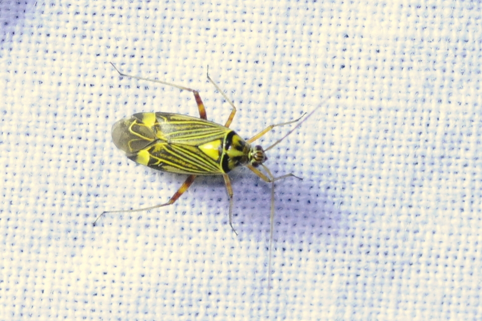 Rhabdomiris striatellus - zebra-mezeipoloska