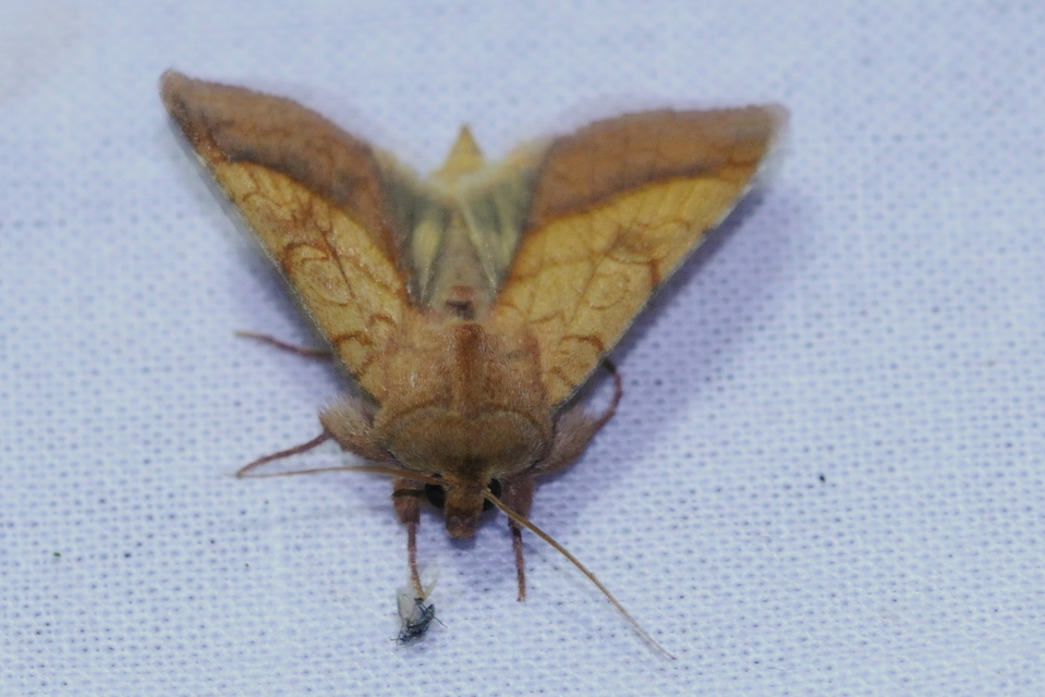 Pyrrhia umbra - iglicebagoly