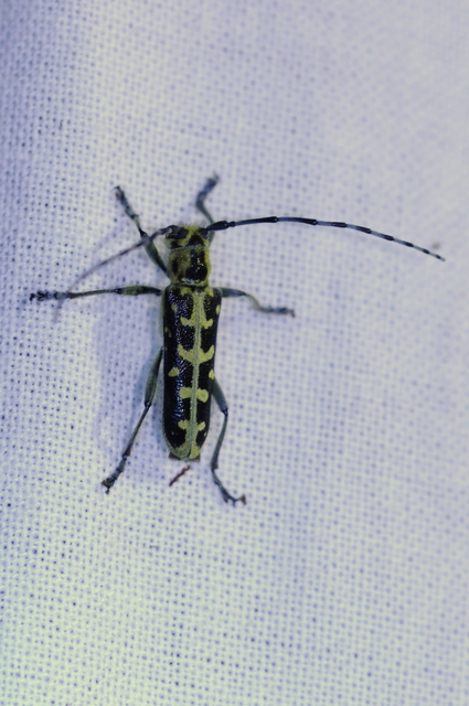 Saperda scalaris - létracincér