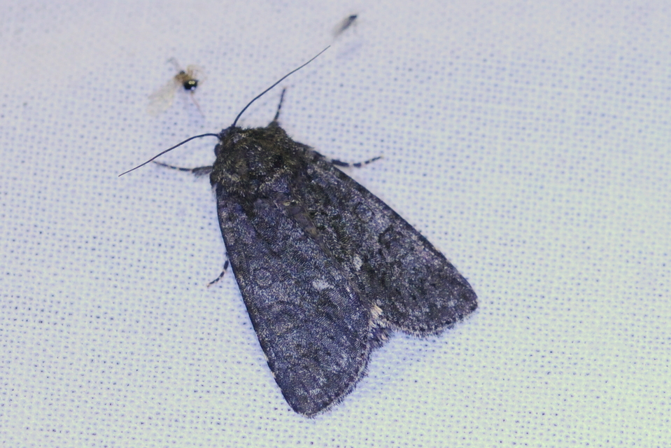 Acronicta rumicis - sóska-szigonyosbagoly