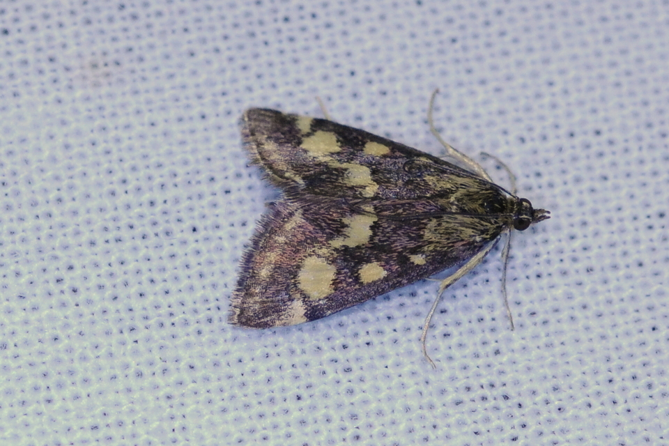Pyrausta purpuralis - közönséges bíbormoly