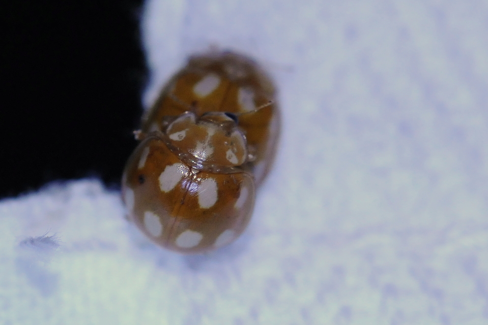 Vibidia duodecimguttata - tizenkétcseppes füsskata