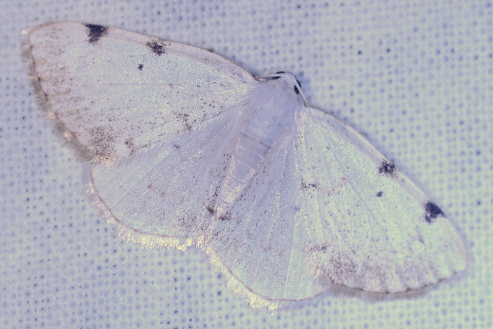 Lomographa bimaculata - kétpontos fehéraraszoló