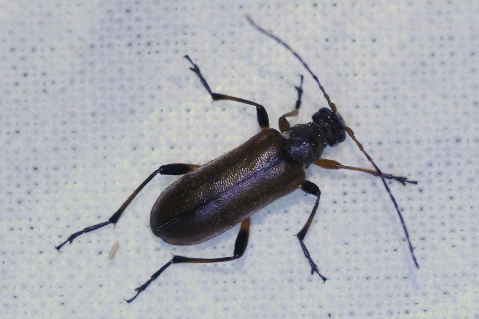Cortodera humeralis - négyfoltos cserjecincér