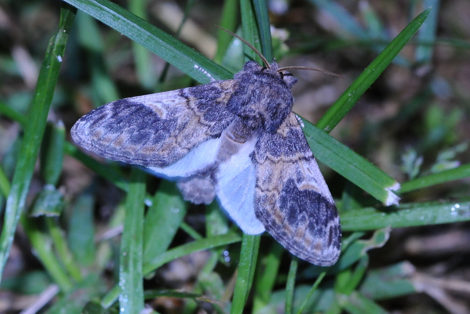 Notodonta tritophus - tarajos púposszövő