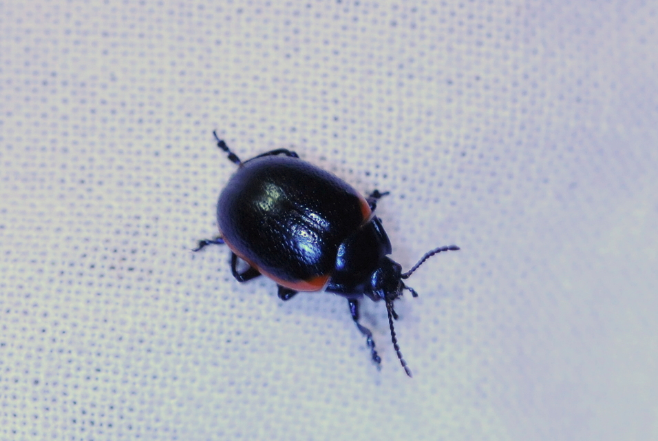 Chrysolina rossia - trapézhátú szegélyeslevelész