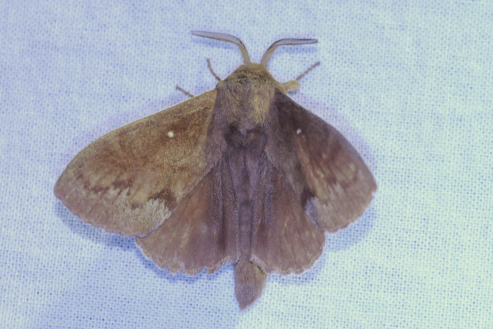 Dendrolimus pini - fenyőpohók