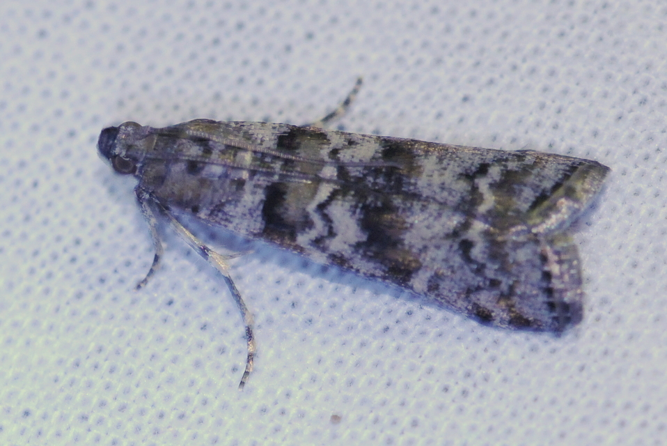 Dioryctria
