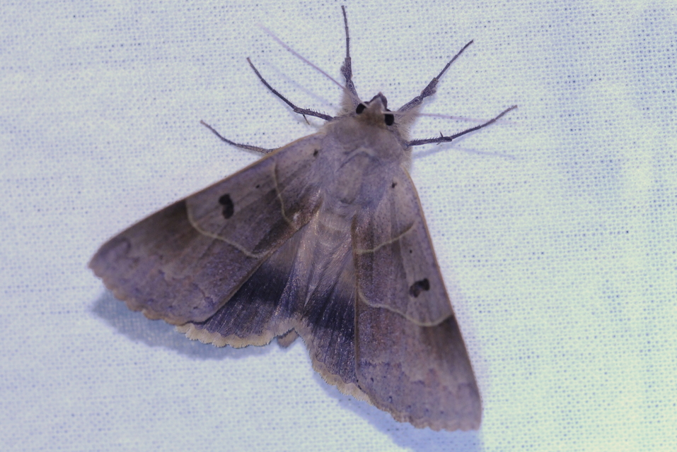 Minucia lunaris - nagy foltosbagoly