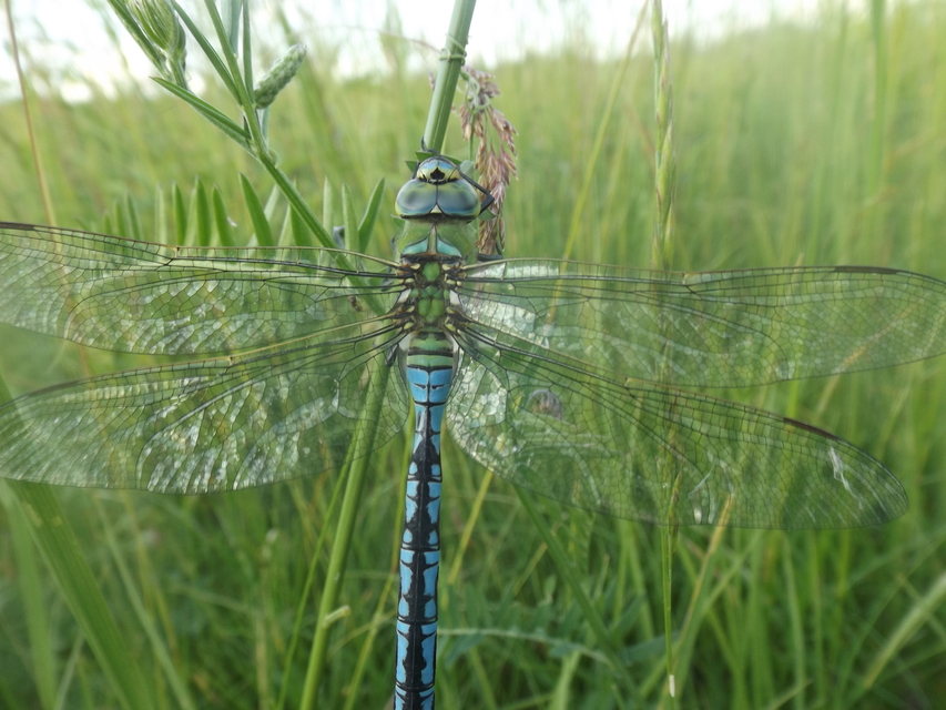 Anax imperator - zöld óriásacsa