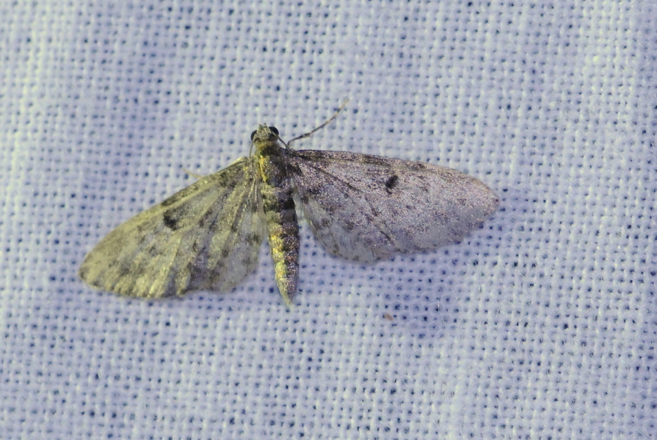 Eupithecia virgaureata - aranyvessző-törpearaszoló