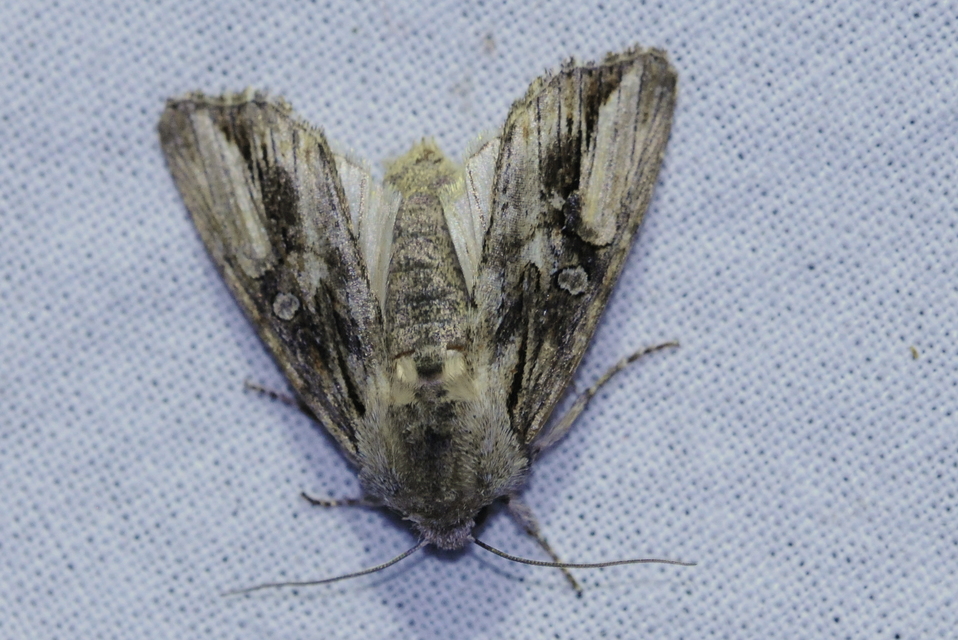 Egira conspicillaris - változékony szürkebagoly