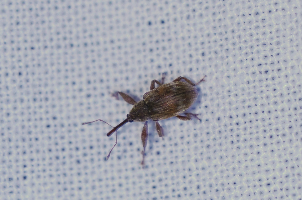 Anthonomus rectirostris - meggymaglikasztó Anthonomus rectirostris - meggymaglikasztó