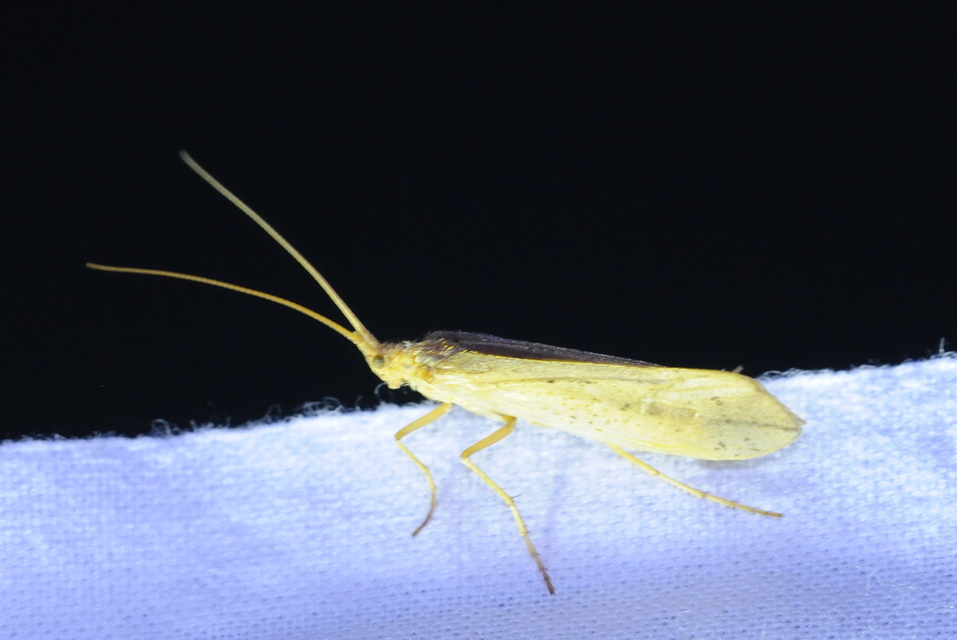 Trichoptera - Tegzesek