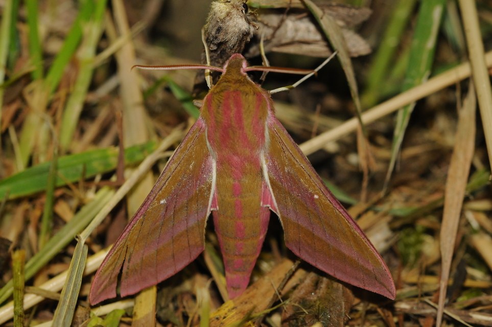 Deilephila elpenor - szőlőszender