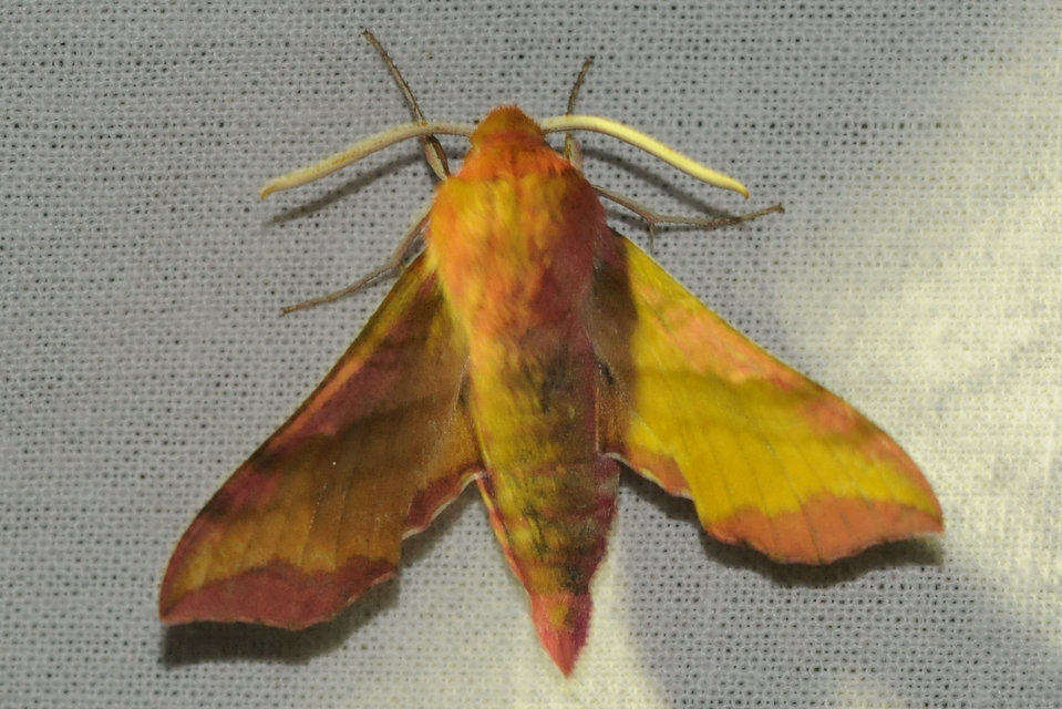 Deilephila porcellus - piros szender