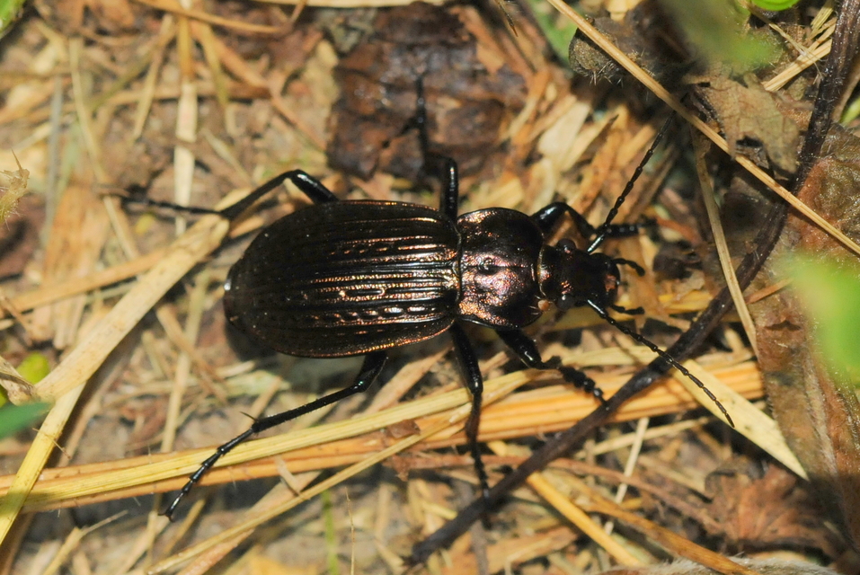 Carabus ulrichii - rezes futrinka