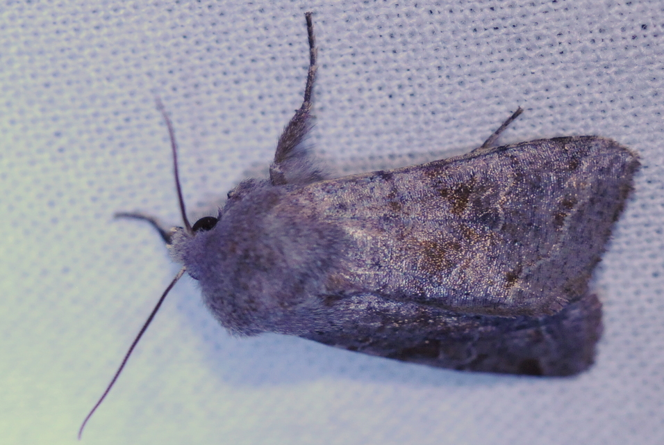 Orthosia incerta - változékony barkabagoly