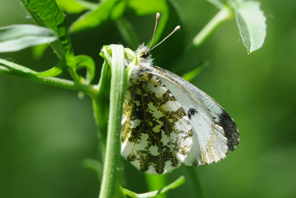 Anthocharis cardamines - hajnalpírlepke