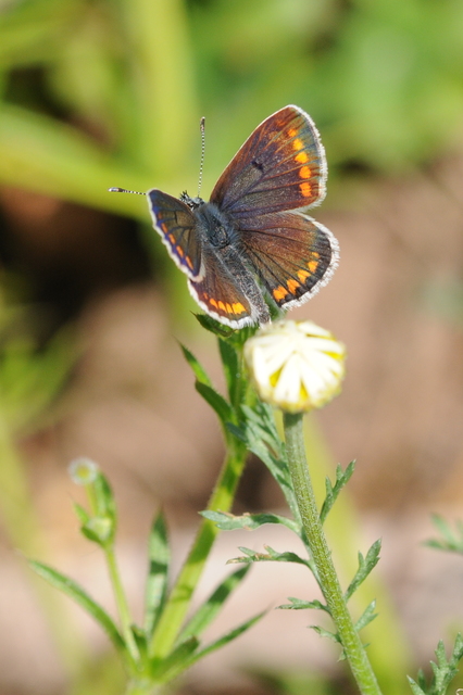 Aricia agestis - szerecsenboglárka