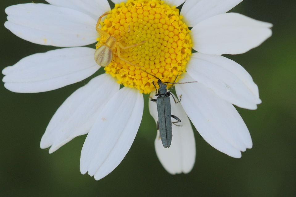 Oedemera