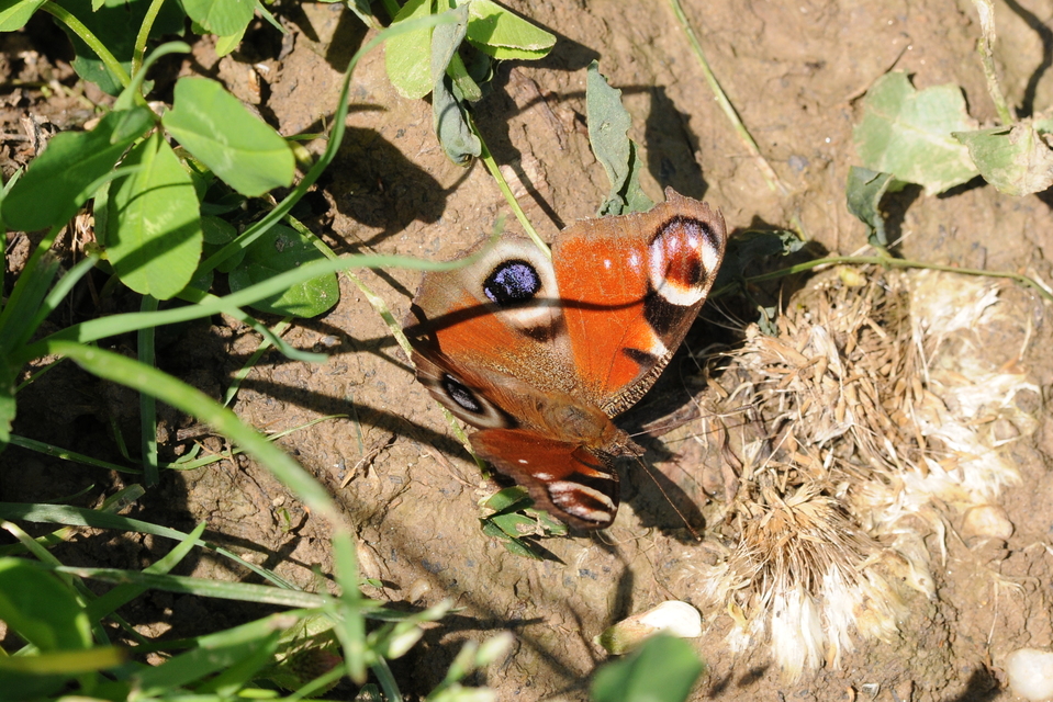 Nymphalis io - nappali pávaszem