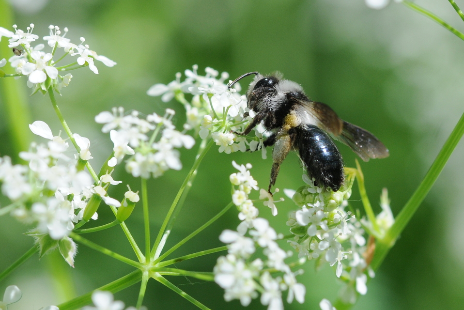 Andrena