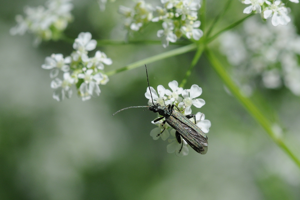 Oedemera