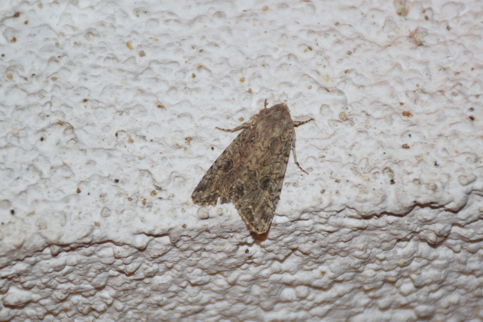 Hadula trifolii - lóherebagoly