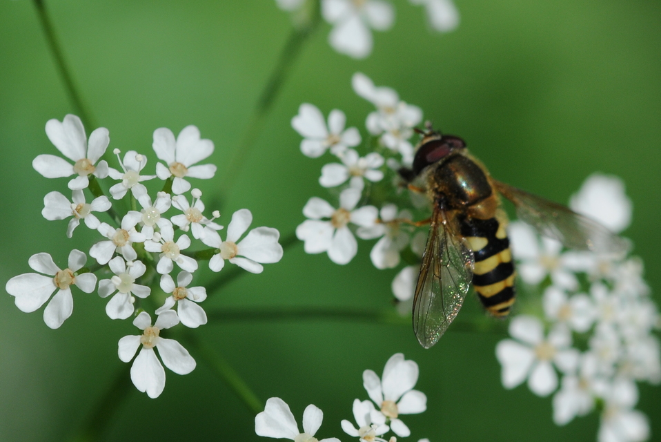 Syrphidae - zengőlegyek