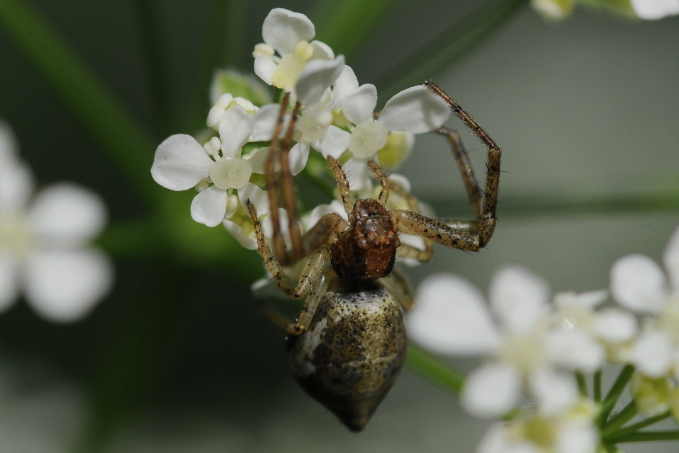 Tmarus