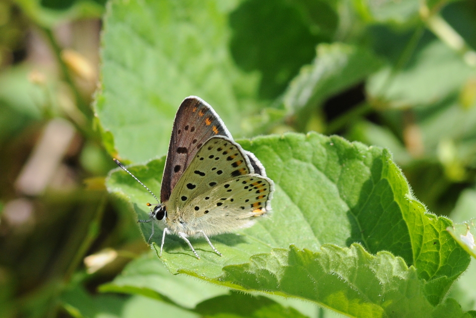 Lycaena tityrus - barna tűzlepke