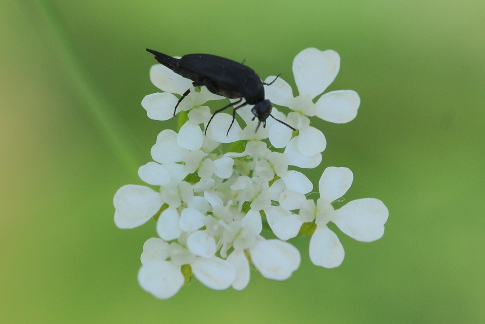 Mordellidae - marókafélék