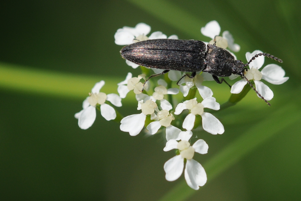 Cidnopus pilosus - szőrös pattanó