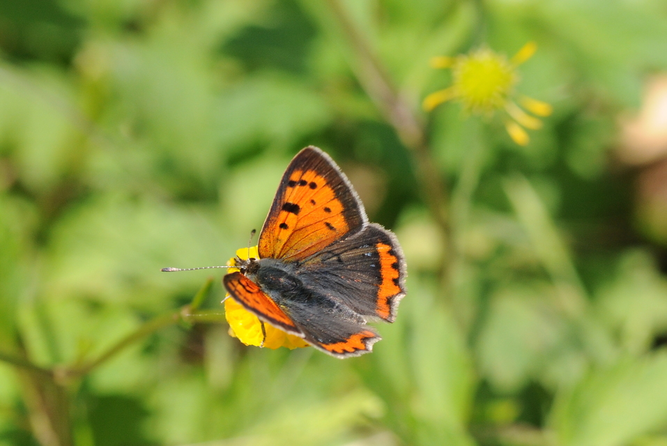 Lycaena phlaeas - közönséges tűzlepke
