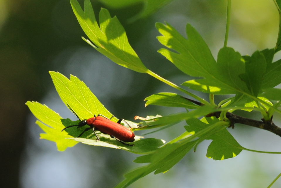 Pyrochroa coccinea - nagy bíborbogár