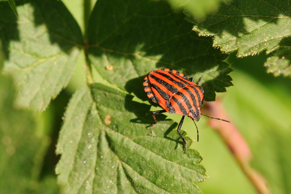 Graphosoma italicum - csíkos pajzsospoloska