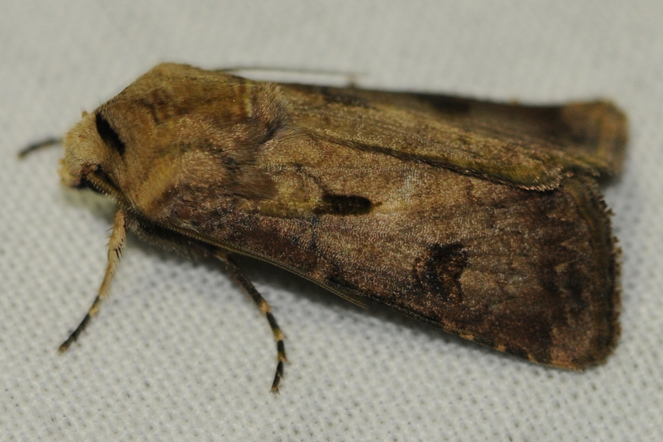 Agrotis exclamationis - felkiáltójeles földibagoly