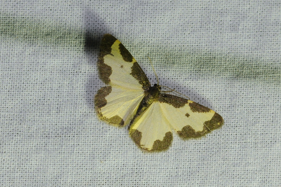Lomaspilis marginata - szegélyes nyárfaaraszoló