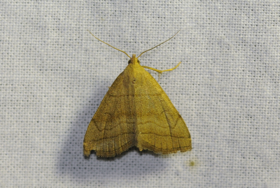 Herminia tarsicrinalis - szőröslábú karcsúbagoly