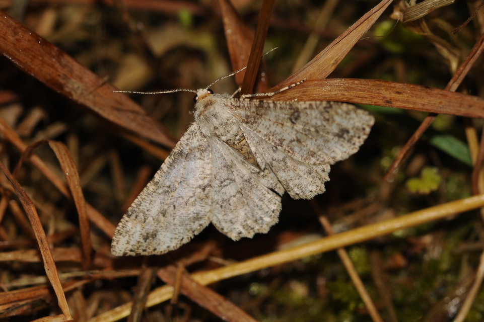 Ascotis selenaria - holdas faaraszoló