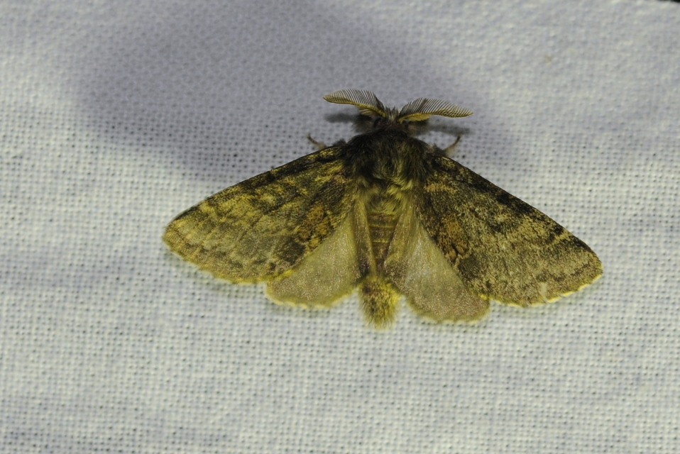 Gluphisia crenata - kormos púposszövő