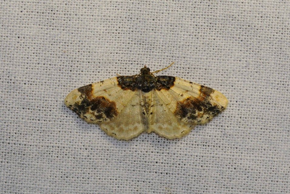Ligdia adustata - barna levélaraszoló