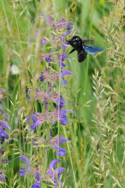 Xylocopa